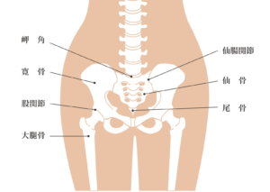 骨盤のゆがみが腰痛 生理痛に影響 あなたの骨盤を正しい位置に改善 きりん鍼灸整骨院